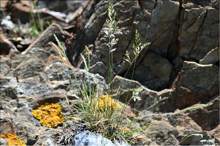 Festuca_glauca_JML