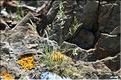 Festuca_glauca_JML