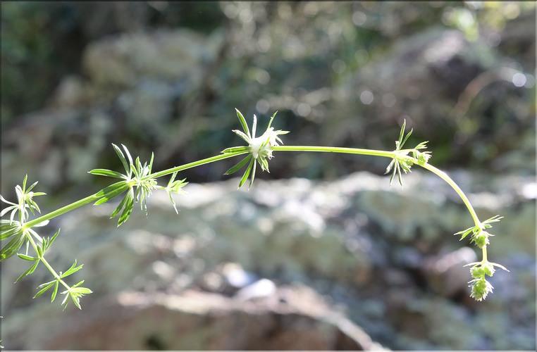 Galium_corrudifolium1_SP