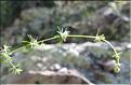 Galium_corrudifolium1_SP