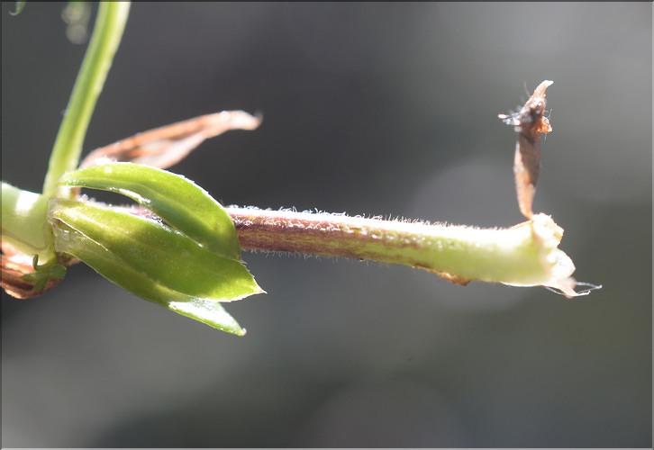Galium_corrudifolium3_SP