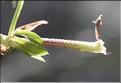 Galium_corrudifolium3_SP
