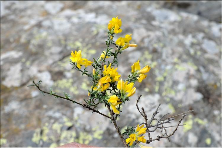 Genista_pilosa1_SP