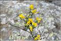 Genista_pilosa1_SP