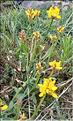 Genista_sp_LP