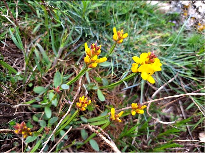 Genista_sp_XL