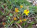 Genista_sp_XL