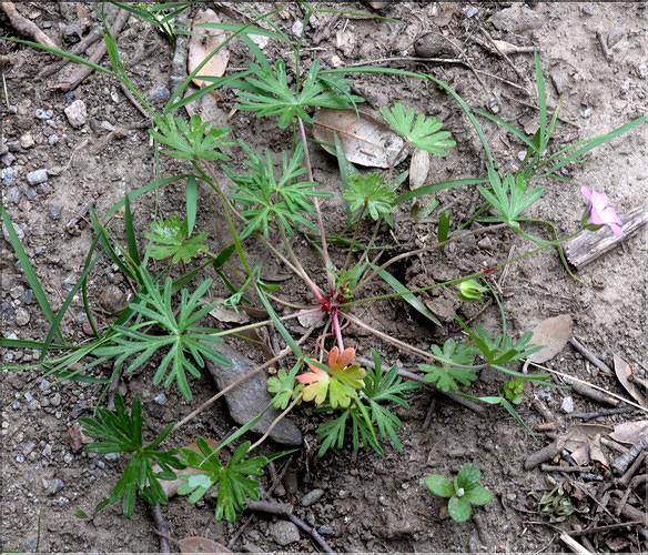 Geranium_columbinum1_SP