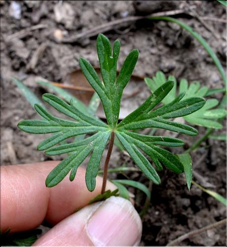 Geranium_columbinum2_SP