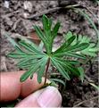 Geranium_columbinum2_SP