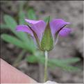 Geranium_columbinum3_SP
