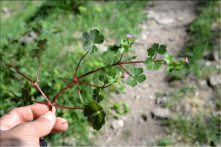 Geranium_lucidum1_SP