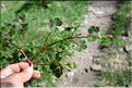 Geranium_lucidum1_SP