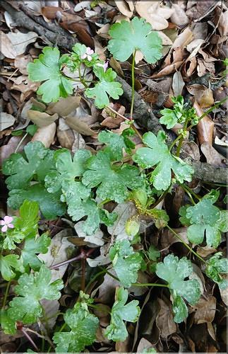 Geranium_lucidum2_LP