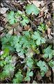 Geranium_lucidum2_LP