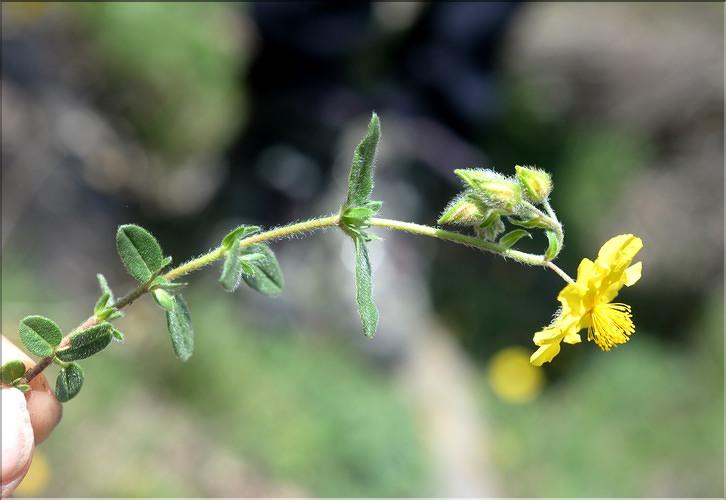 Helianthemum _nummularium_grandiflorum1_SP