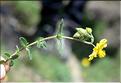 Helianthemum _nummularium_grandiflorum1_SP