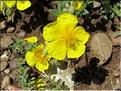 Helianthemum _nummularium_grandiflorum2_MB