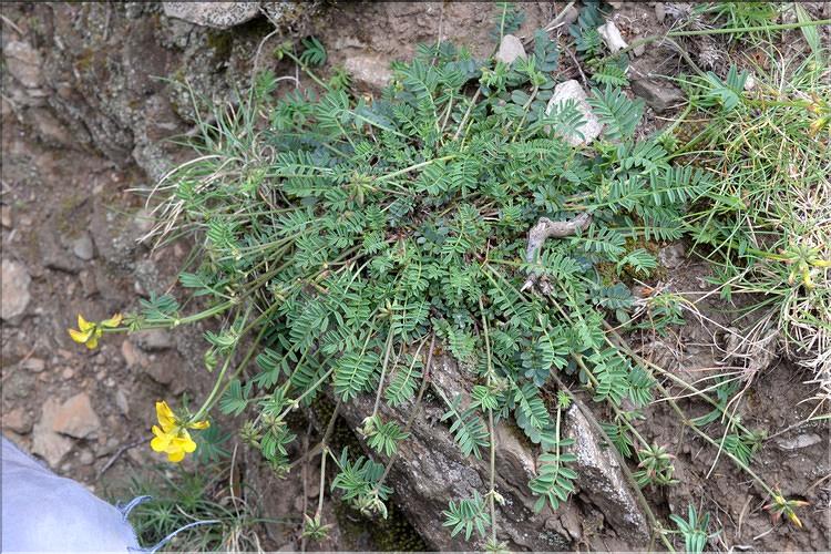 Hippocrepis_comosa1_SP