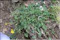 Hippocrepis_comosa1_SP