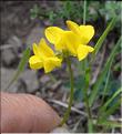 Hippocrepis_comosa2_SP