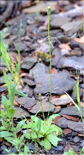 Hypochaeris_glabra_SP