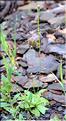 Hypochaeris_glabra_SP