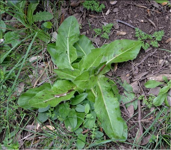Hypochaeris_maculata_SP