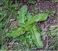 Hypochaeris_maculata_SP