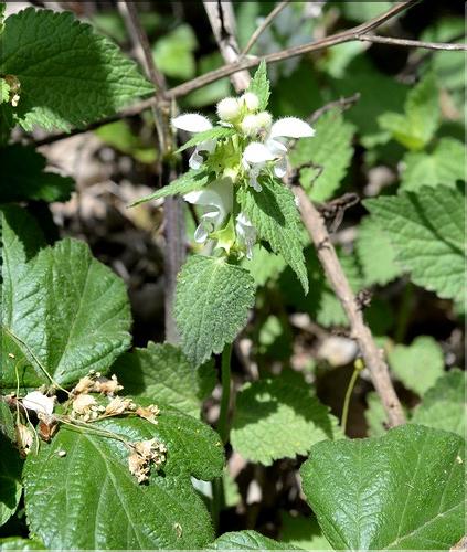 Lamium_flexuosum1_SP