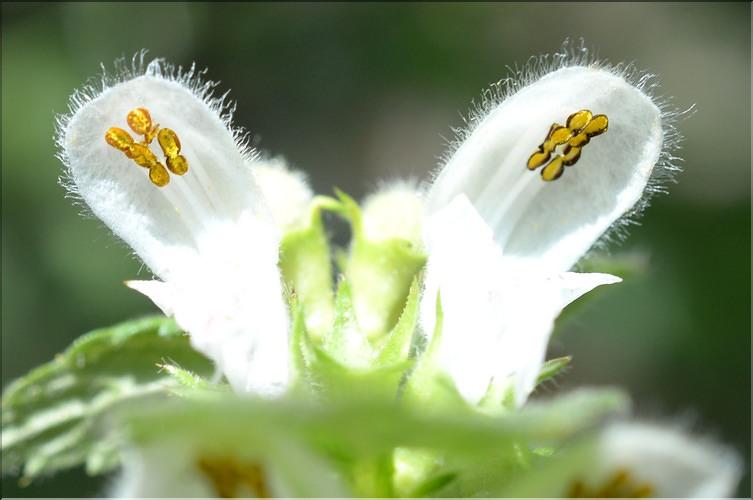 Lamium_flexuosum2_SP