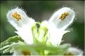 Lamium_flexuosum2_SP