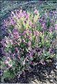 Lavandula_stoechas_LP