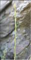 Micropyrum_tenullum_SP