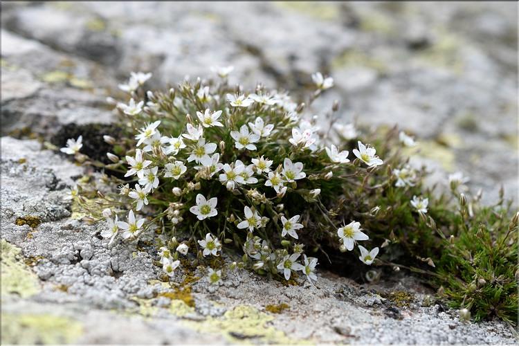 Minuartia_recurva2_SP