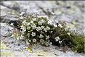 Minuartia_recurva2_SP