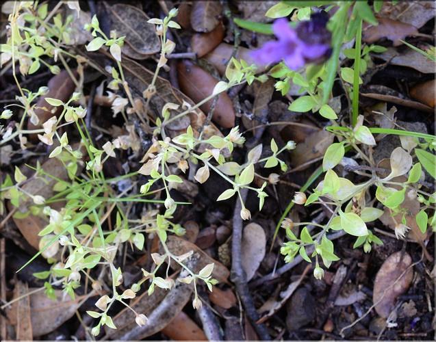 Moehringia_pentandra_SP