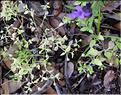 Moehringia_pentandra_SP