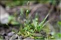 Moenchia_erecta1_JML