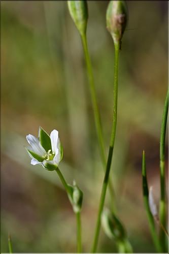 Moenchia_erecta3_JML