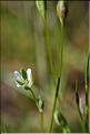 Moenchia_erecta3_JML