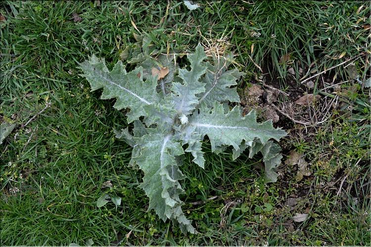 Onopordum_acanthium_SP