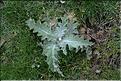 Onopordum_acanthium_SP