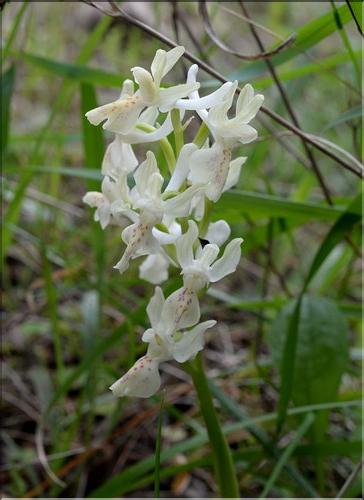 Orchis_provincialis1_SP