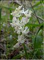 Orchis_provincialis1_SP