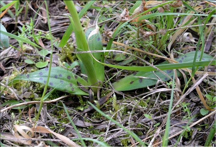 Orchis_provincialis2_SP