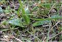 Orchis_provincialis2_SP