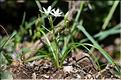 Ornithogalum_orthophyllum1_JML