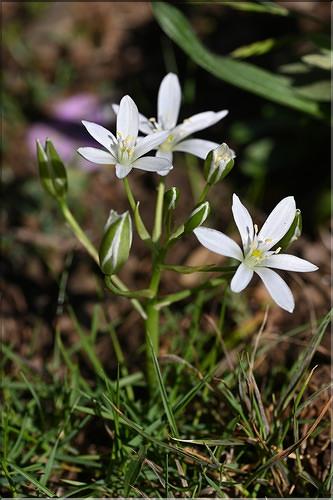 Ornithogalum_orthophyllum2_JML