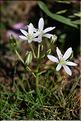 Ornithogalum_orthophyllum2_JML